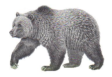 THE GRIZZLY